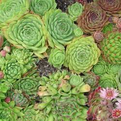 Sempervivum - Dachwurz - Hauswurz